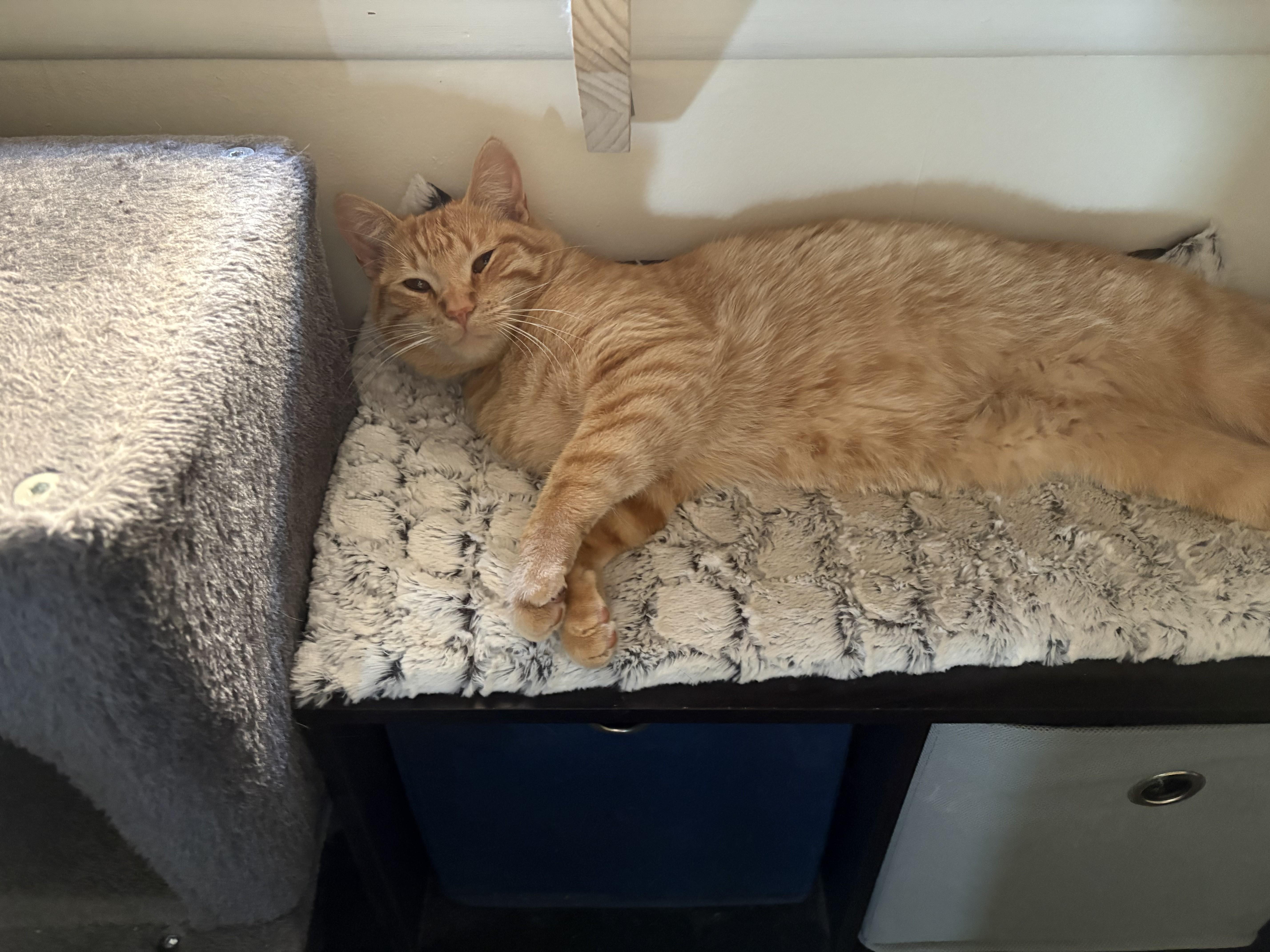 Rowan, ADOPTABLE, Young Male Domestic Short Hair & Domestic Medium Hair.