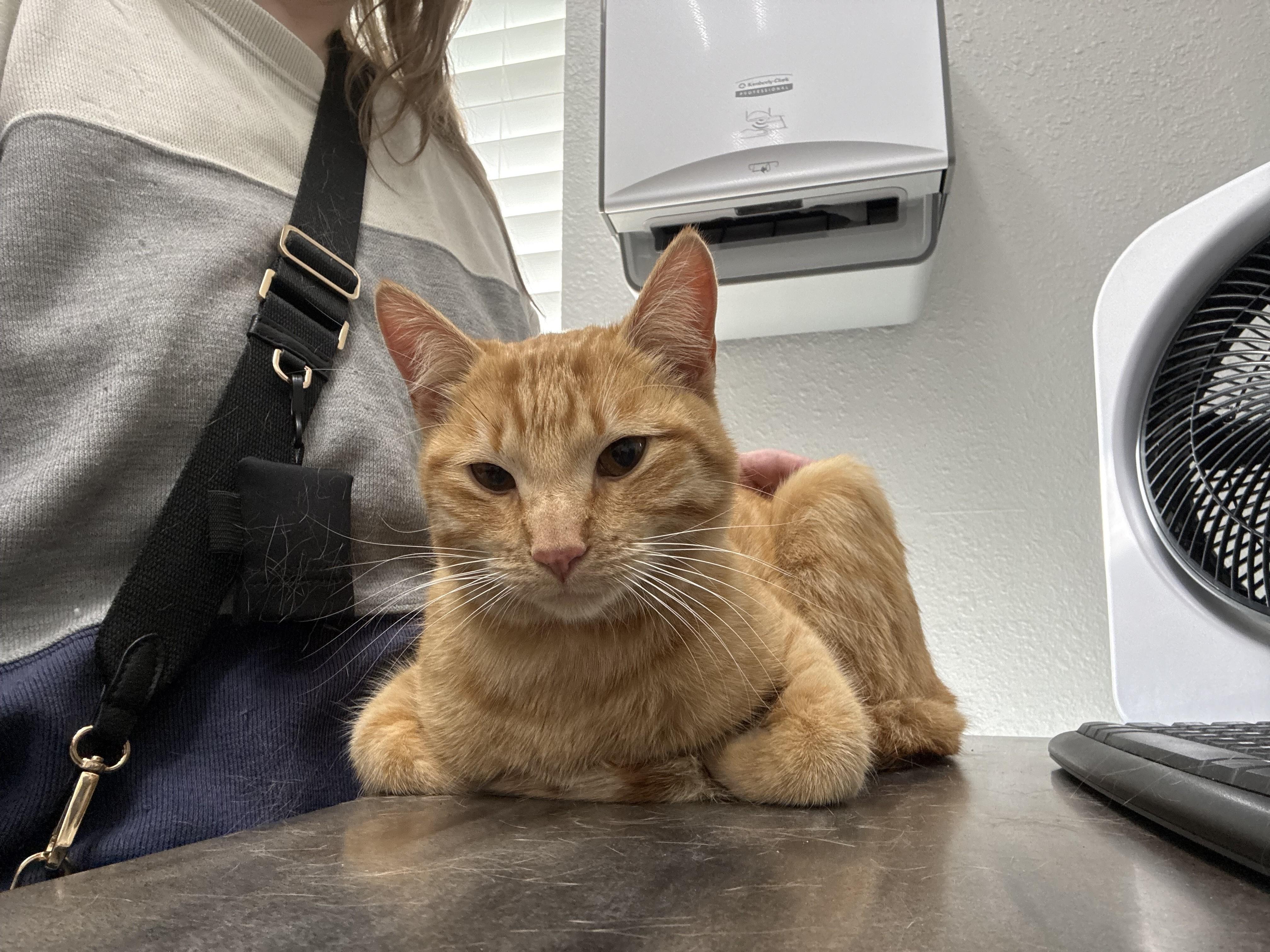 Enlarge Rowan, a ADOPTABLE mixed breed in Choctaw, OK image 2/4