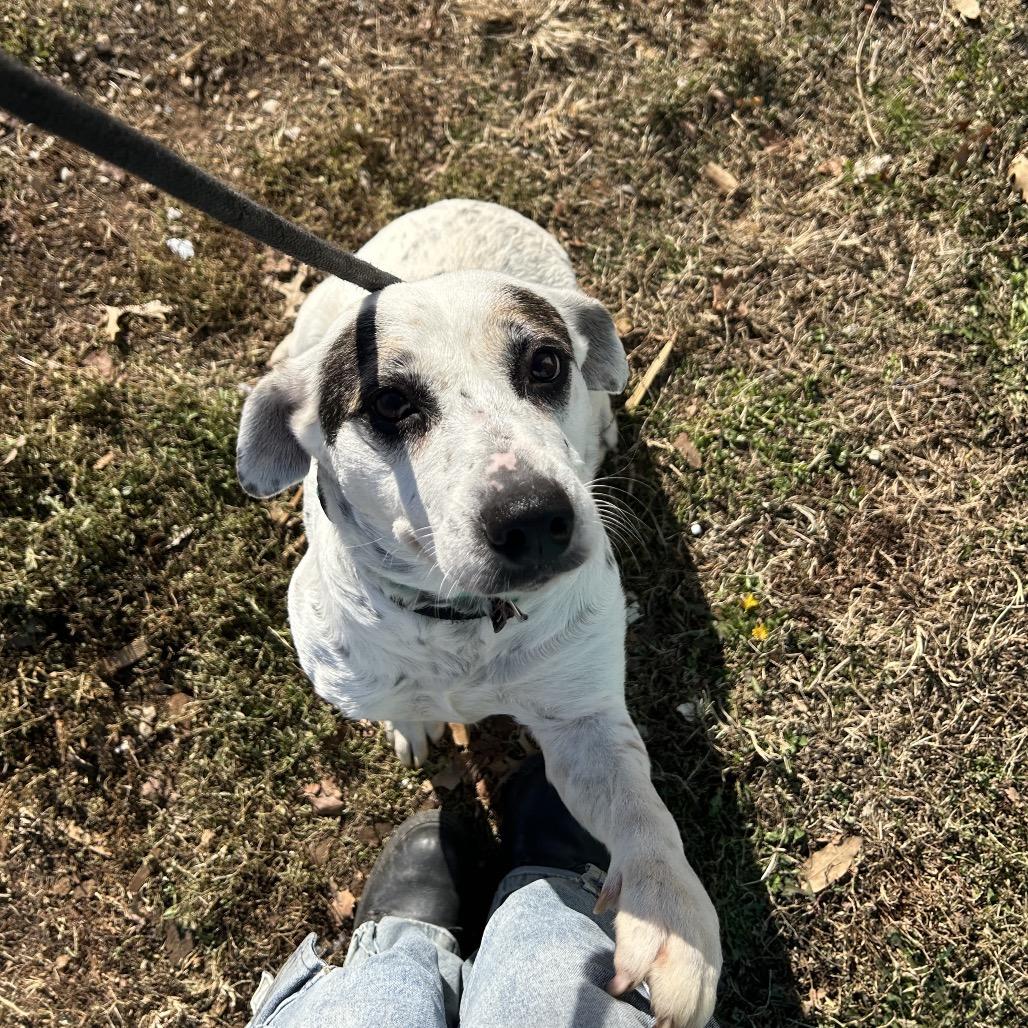 Enlarge Harley, a Adoptable mixed breed in Springfield, MO image 1/6