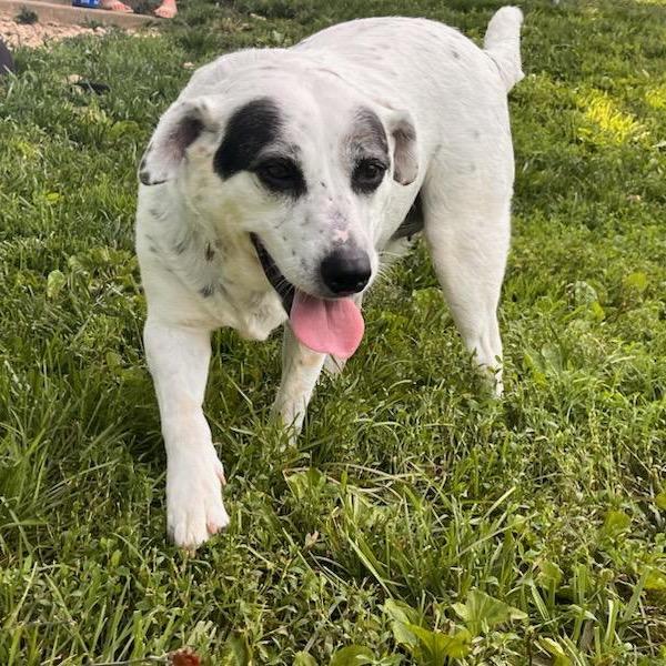 Harley, a Adoptable mixed breed in Springfield, MO image 2/6