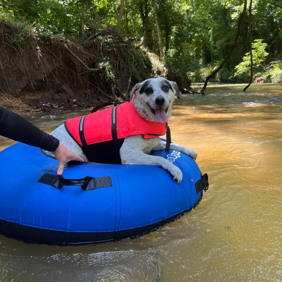 Enlarge Harley, a Adoptable mixed breed in Springfield, MO image 2/6