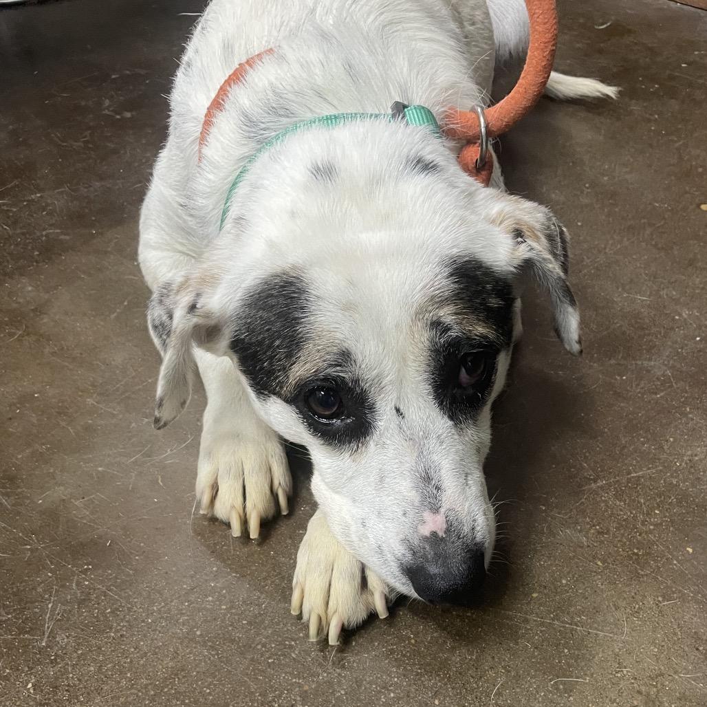 Enlarge Harley, a Adoptable mixed breed in Springfield, MO image 2/6