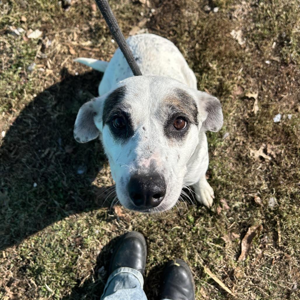 Enlarge Harley, a Adoptable mixed breed in Springfield, MO image 3/6
