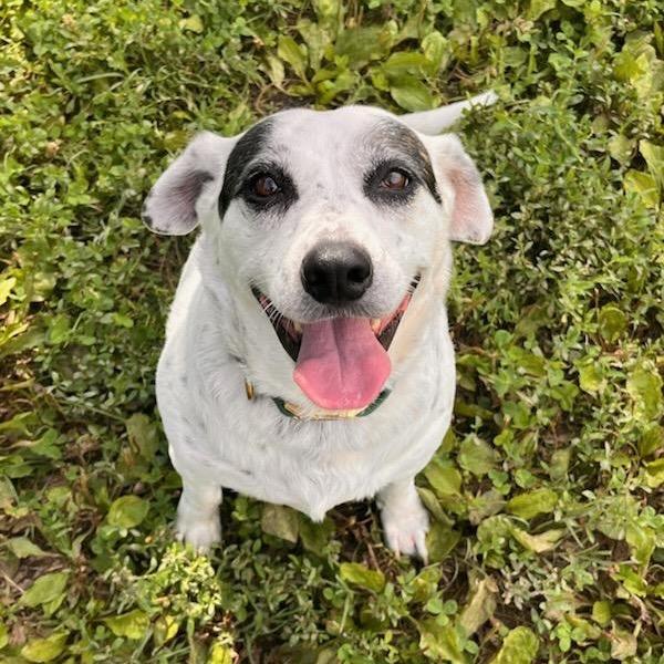Harley, a Adoptable mixed breed in Springfield, MO image 5/6