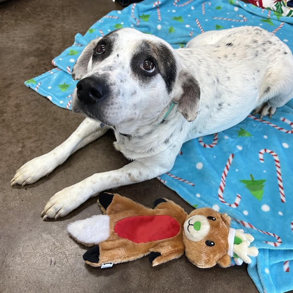 Enlarge Harley, a Adoptable mixed breed in Springfield, MO image 4/6