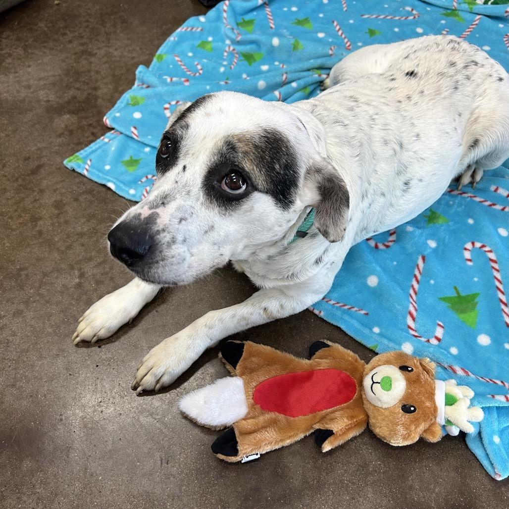 Enlarge Harley, a Adoptable mixed breed in Springfield, MO image 6/6