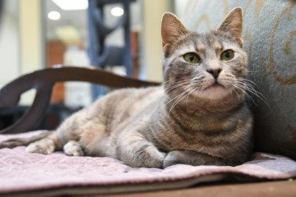Enlarge Prescott, a Adoptable Domestic Short Hair in Ringoes, NJ image 2/3