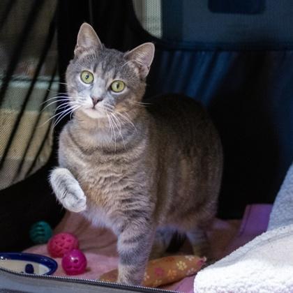 Enlarge Prescott, a Adoptable Domestic Short Hair in Ringoes, NJ image 3/3