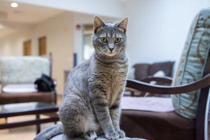 Prescott, a Adoptable Domestic Short Hair in Ringoes, NJ image 3/3