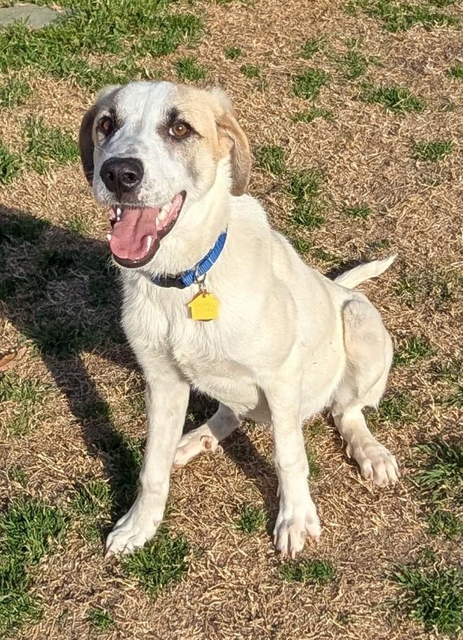 Enlarge Atlas* A215565, a ADOPTABLE Great Pyrenees in Plano, TX image 6/6