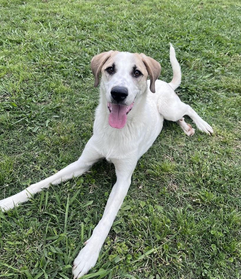 Enlarge Atlas* A215565, a ADOPTABLE Great Pyrenees in Plano, TX image 2/6