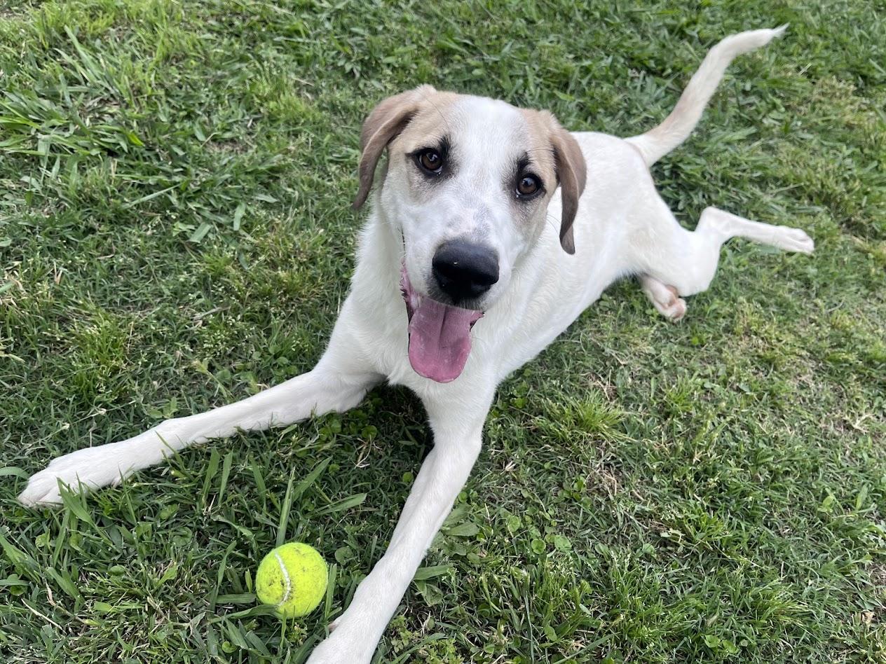 Atlas* A215565, ADOPTABLE, Young Male Great Pyrenees.