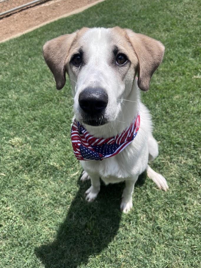 Atlas* A215565, a ADOPTABLE Great Pyrenees in Plano, TX image 6/6
