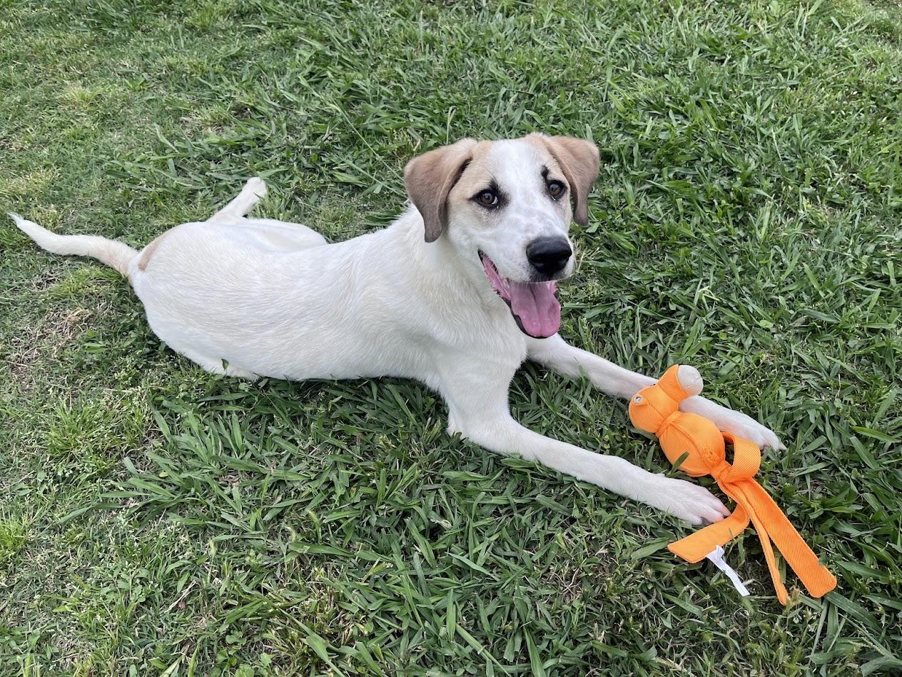 Enlarge Atlas* A215565, a ADOPTABLE Great Pyrenees in Plano, TX image 5/6
