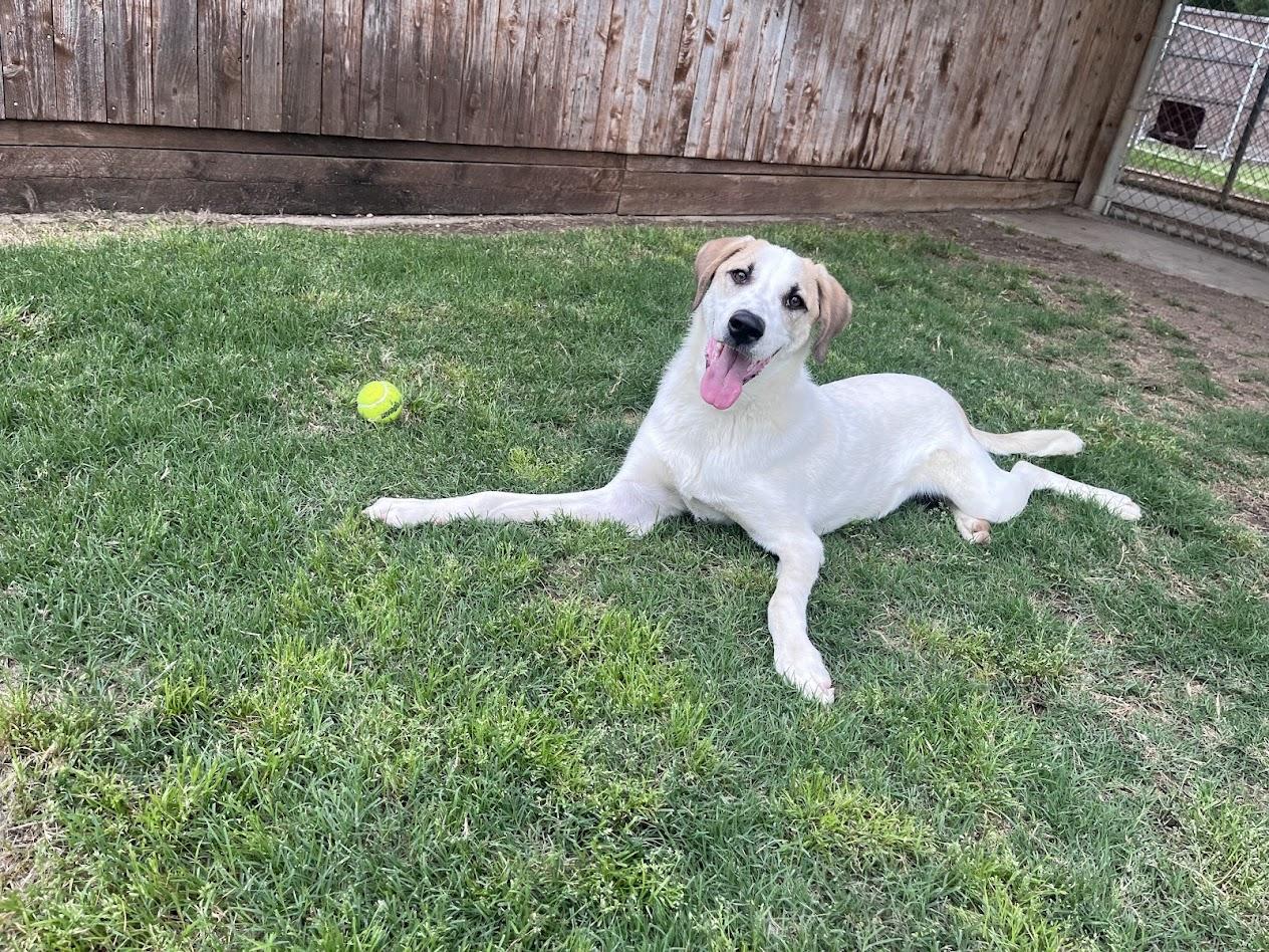 Enlarge Atlas* A215565, a ADOPTABLE Great Pyrenees in Plano, TX image 3/6