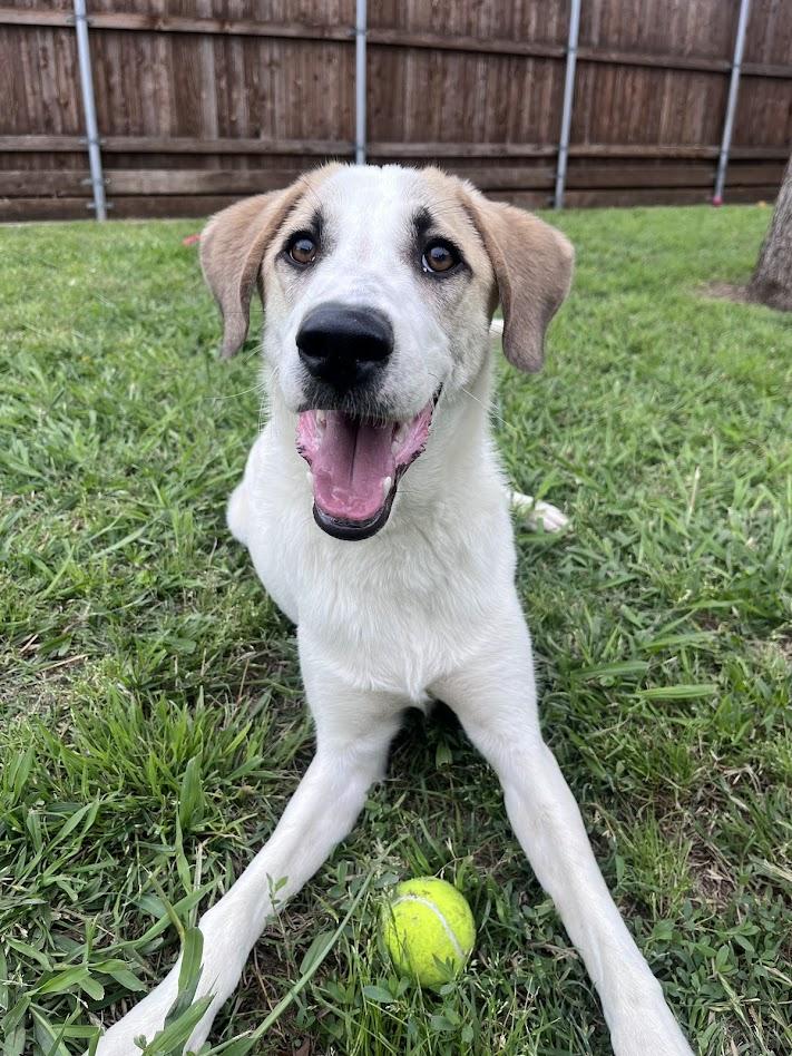 Enlarge Atlas* A215565, a ADOPTABLE Great Pyrenees in Plano, TX image 4/6