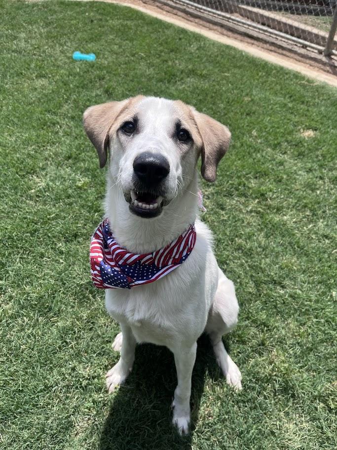 Atlas* A215565, a ADOPTABLE Great Pyrenees in Plano, TX image 1/6