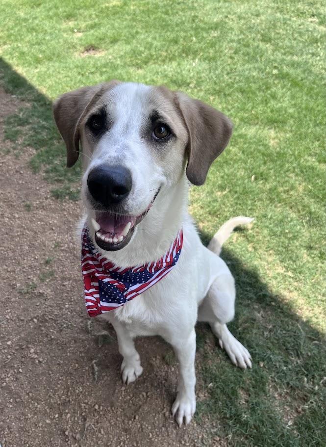 Atlas* A215565, a ADOPTABLE Great Pyrenees in Plano, TX image 2/6