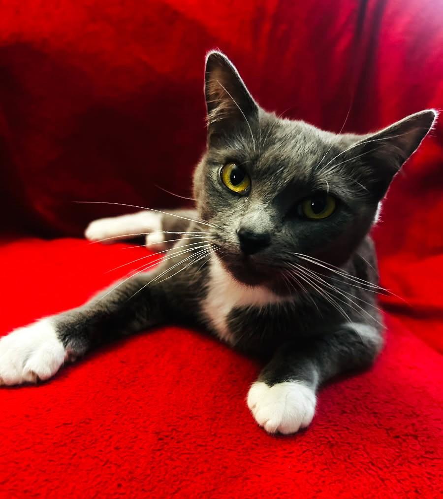 Nova