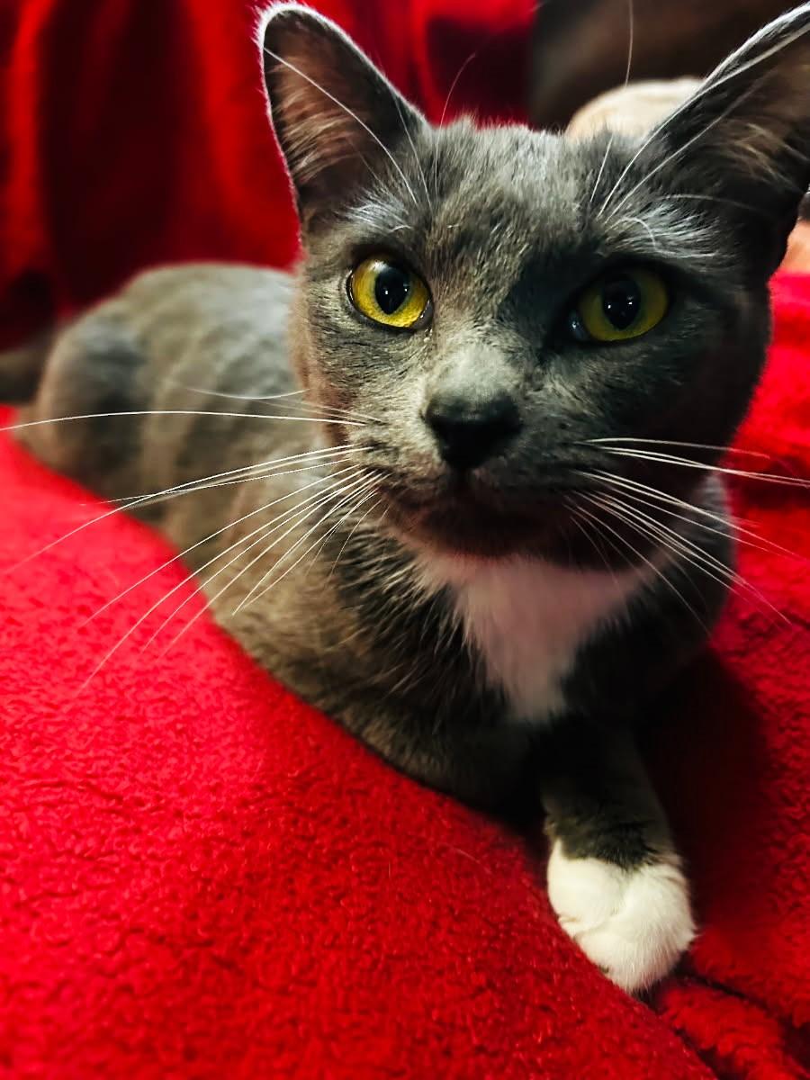 Nova