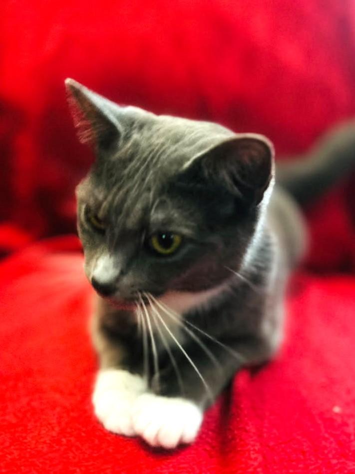 Nova