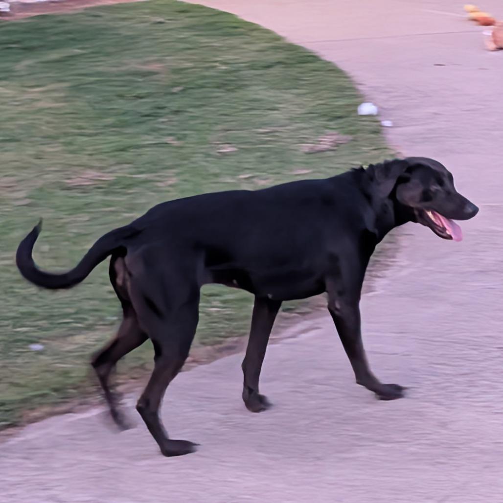 Enlarge Missy, a Adoptable Black Labrador Retriever in mount vernon, AR image 1/2