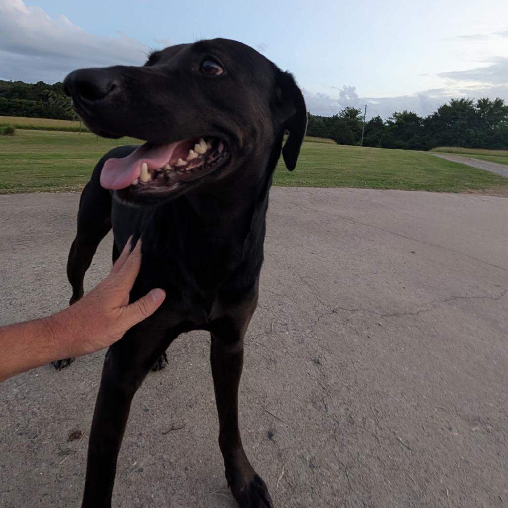 Enlarge Missy, a Adoptable Black Labrador Retriever in mount vernon, AR image 2/2