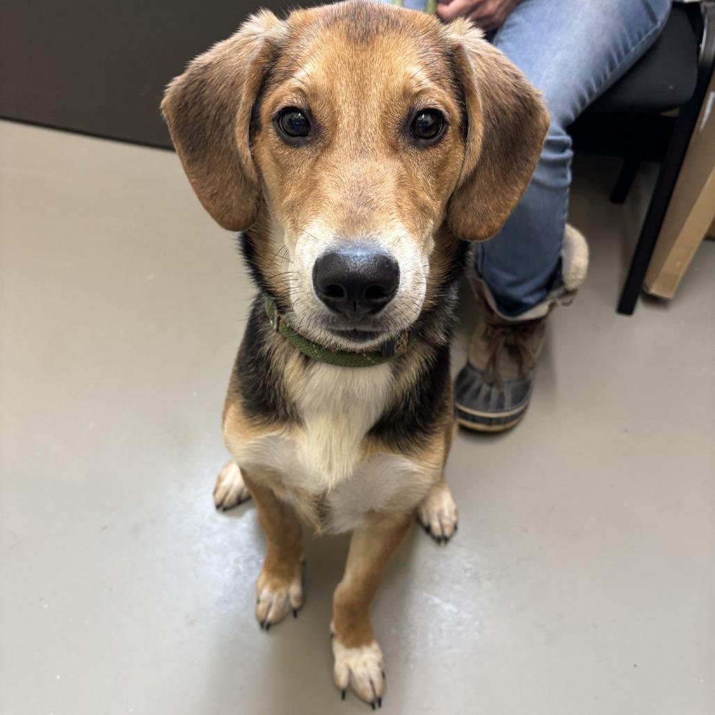 Enlarge Dillon, a Adoptable Hound in Falmouth, KY image 1/1