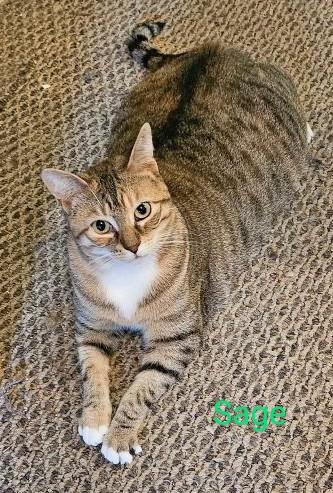 Sage, Adopted, Adult Female Domestic Short Hair.