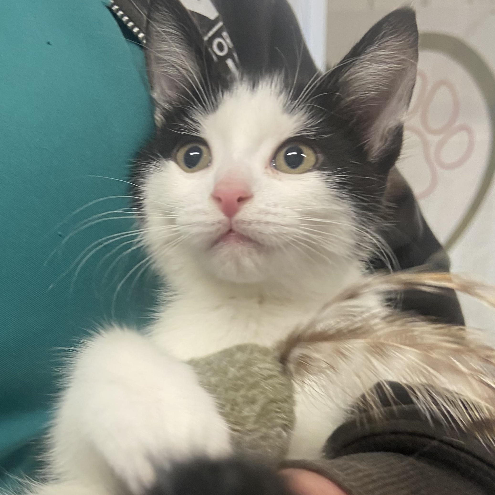 Enlarge Shirley, a Adoptable Domestic Short Hair in Cobourg, ON image 1/1