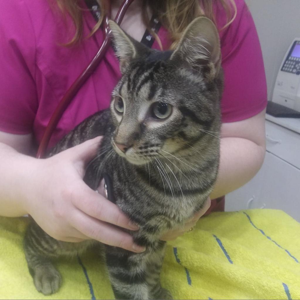 Enlarge Ollie, a Adoptable American Shorthair in Branson, MO image 1/3