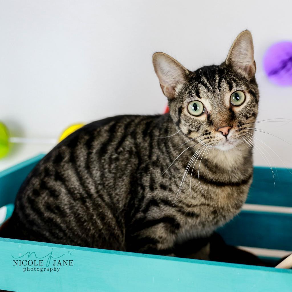 Enlarge Ollie, a Adoptable American Shorthair in Branson, MO image 2/3