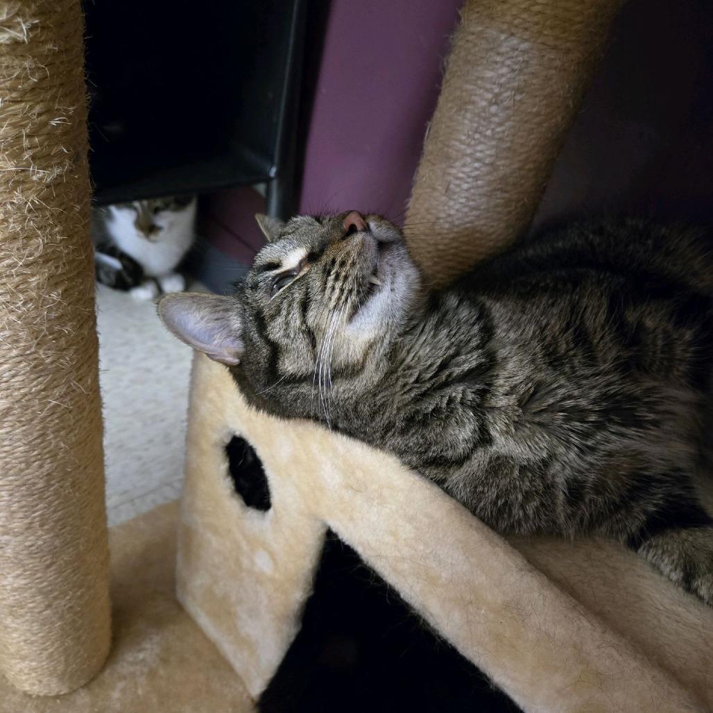 Enlarge Ollie, a Adoptable American Shorthair in Branson, MO image 3/3