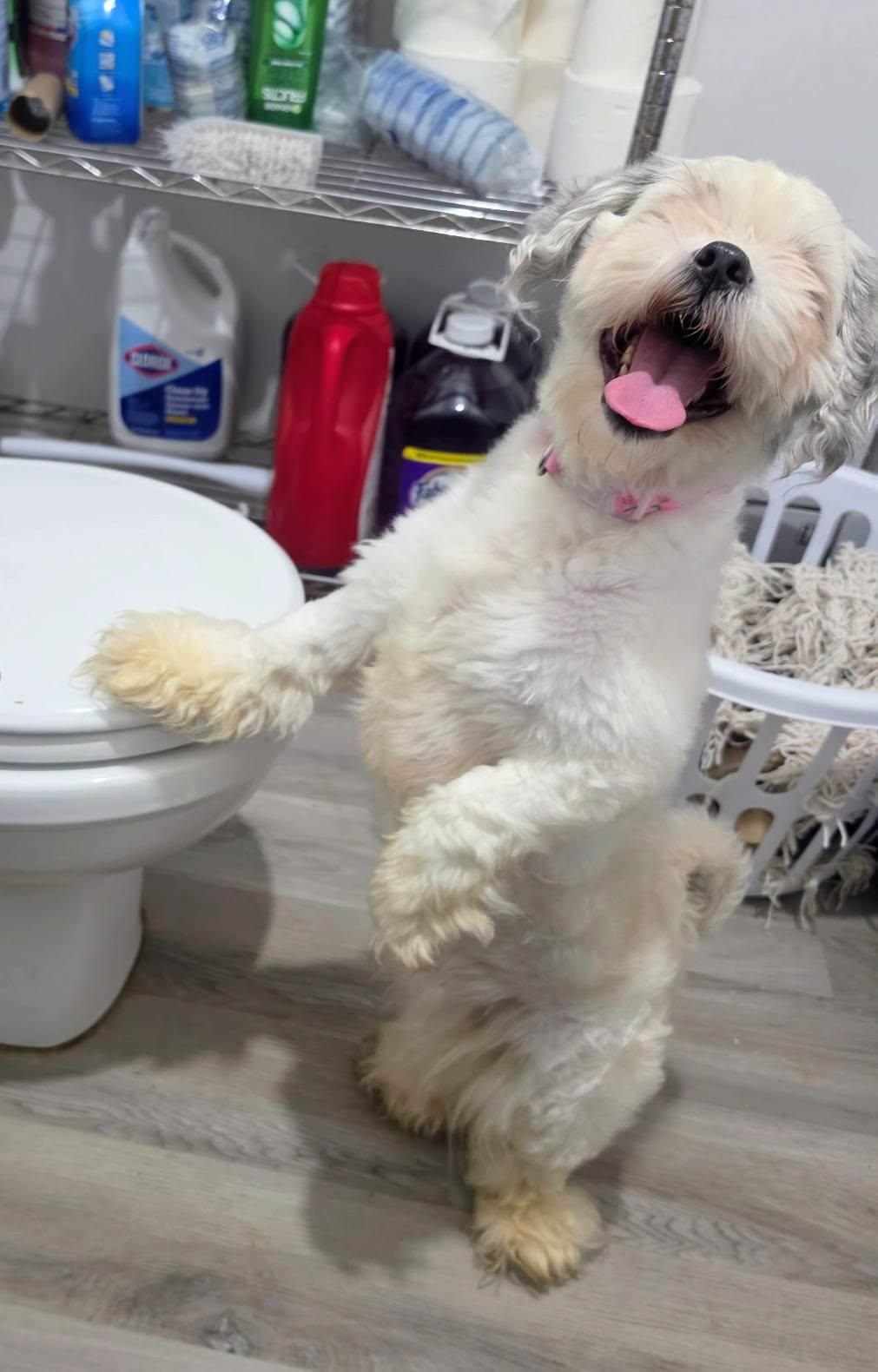 Buckeye, Adoptable, Young Male Shih Tzu & Maltipoo.