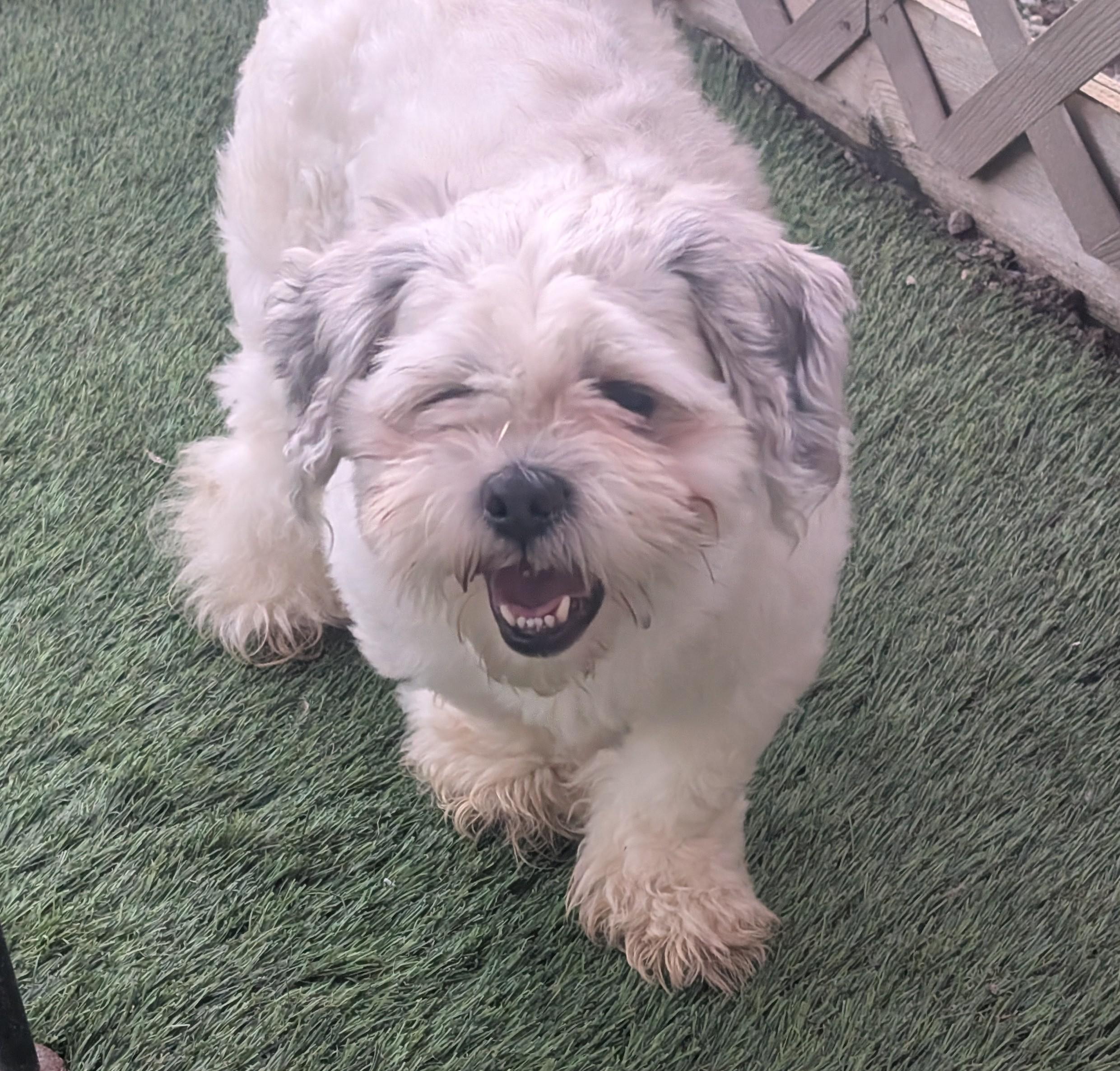 Enlarge Buckeye, a Adoptable mixed breed in Amelia, OH image 4/5