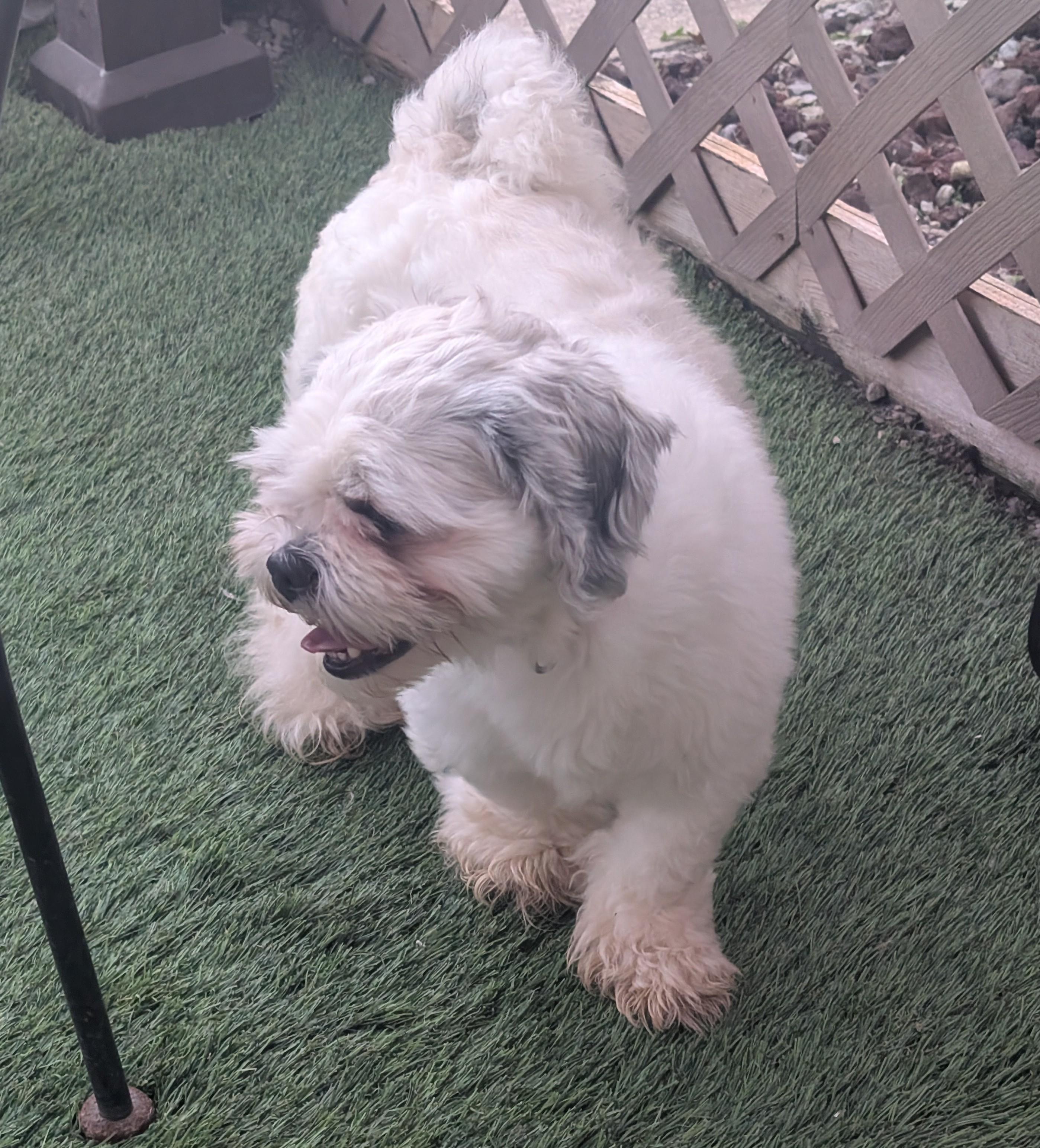 Enlarge Buckeye, a Adoptable mixed breed in Amelia, OH image 2/5