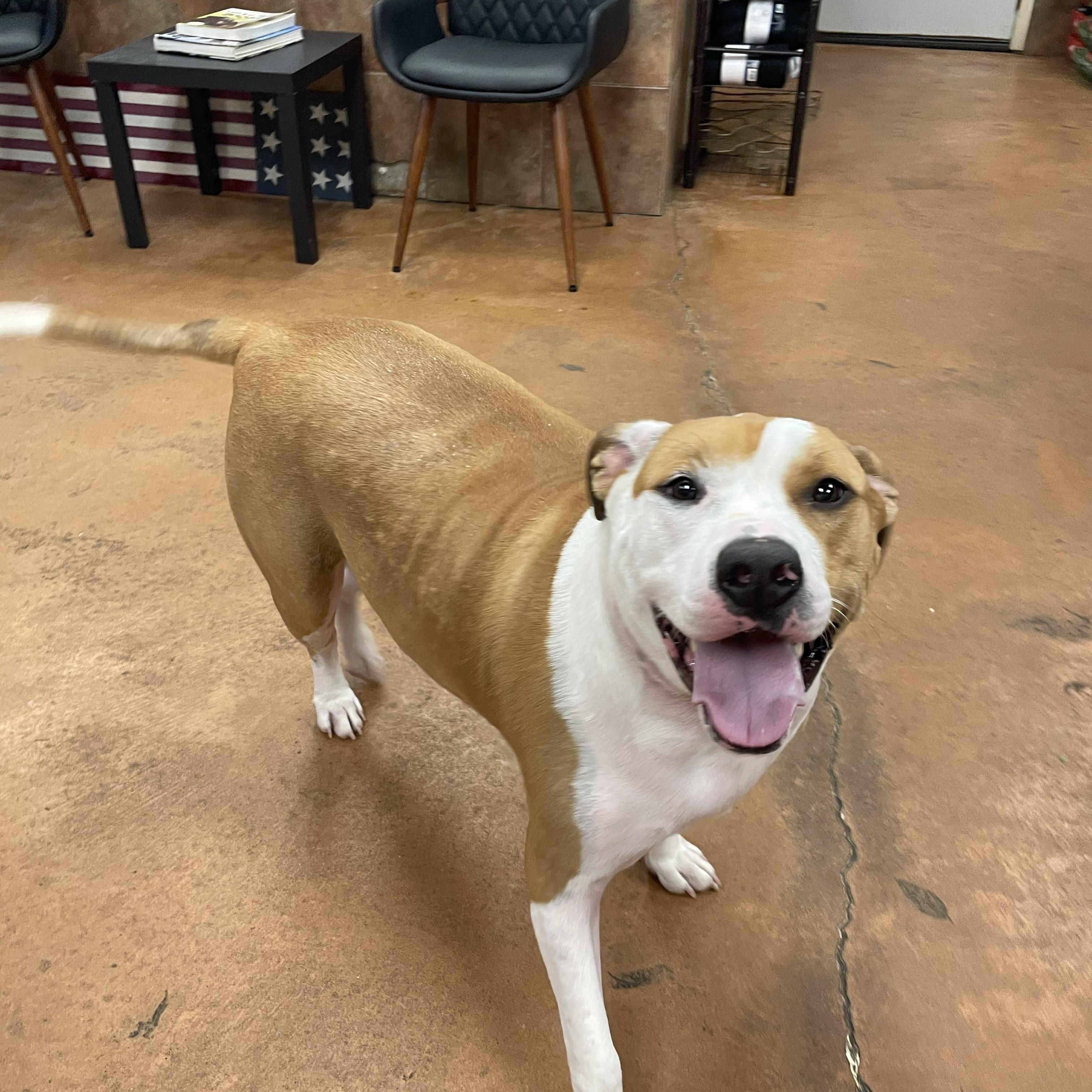 Olga, a Adoptable mixed breed in Heber Springs, AR image 1/6