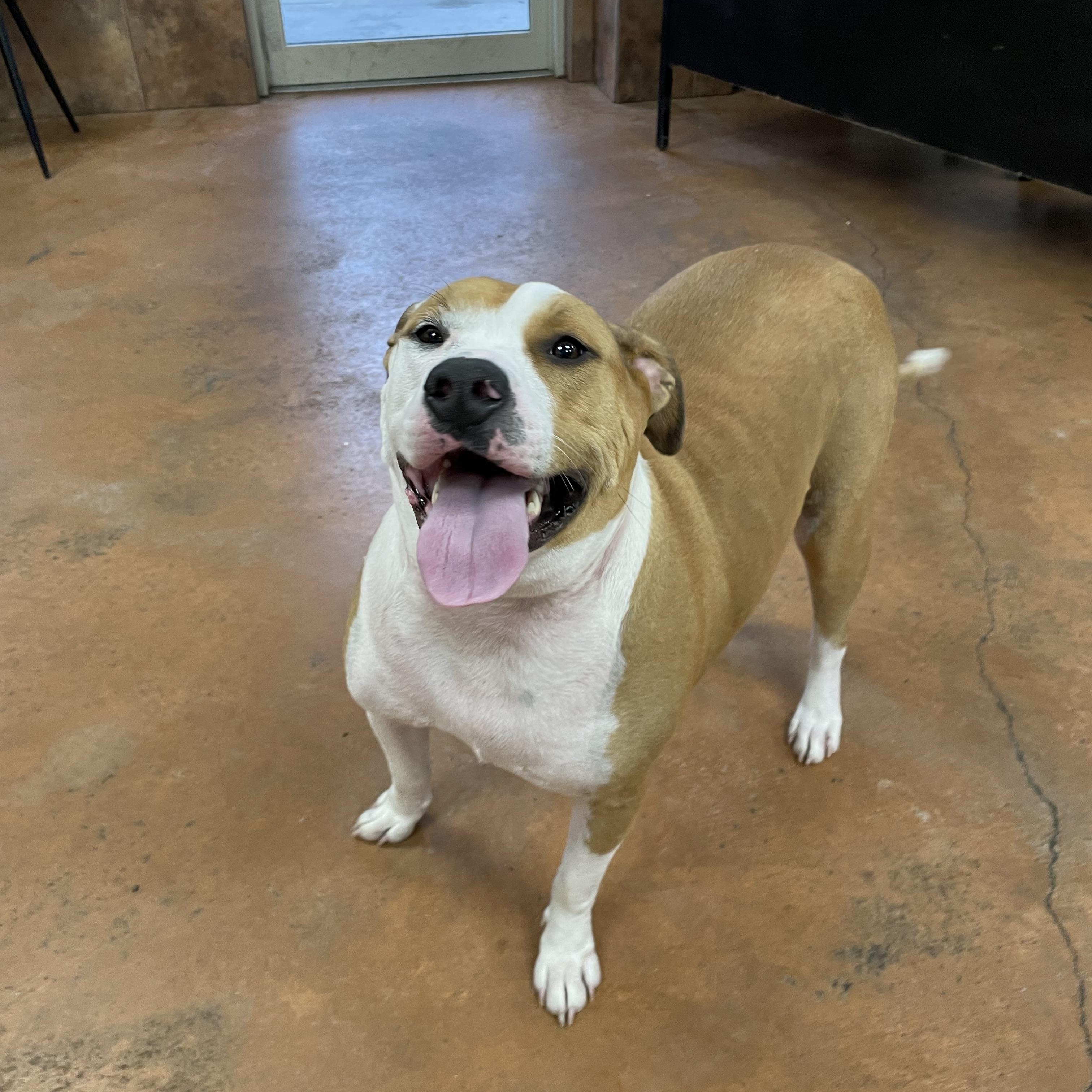 Olga, a Adoptable mixed breed in Heber Springs, AR image 2/6