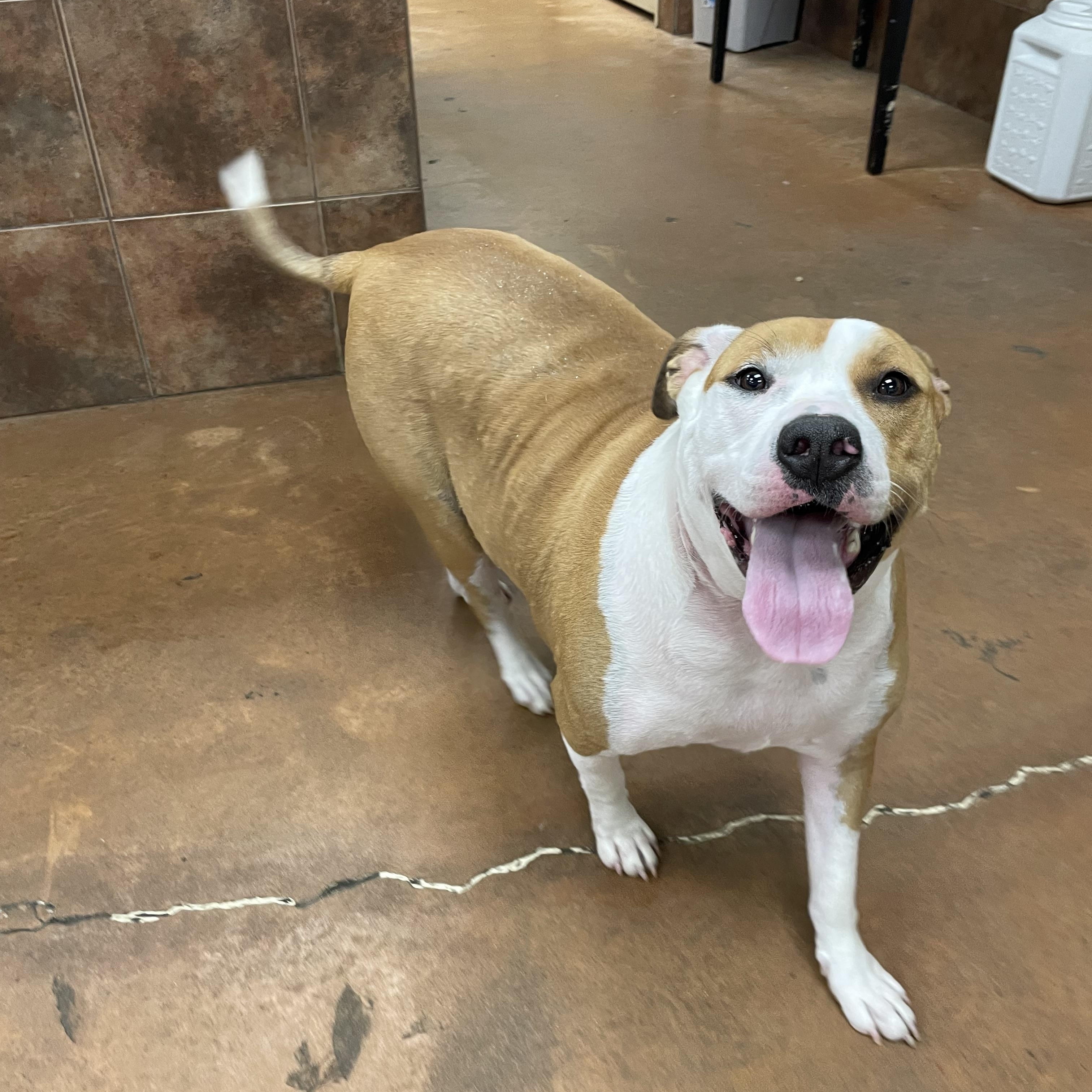 Olga, a Adoptable mixed breed in Heber Springs, AR image 3/6