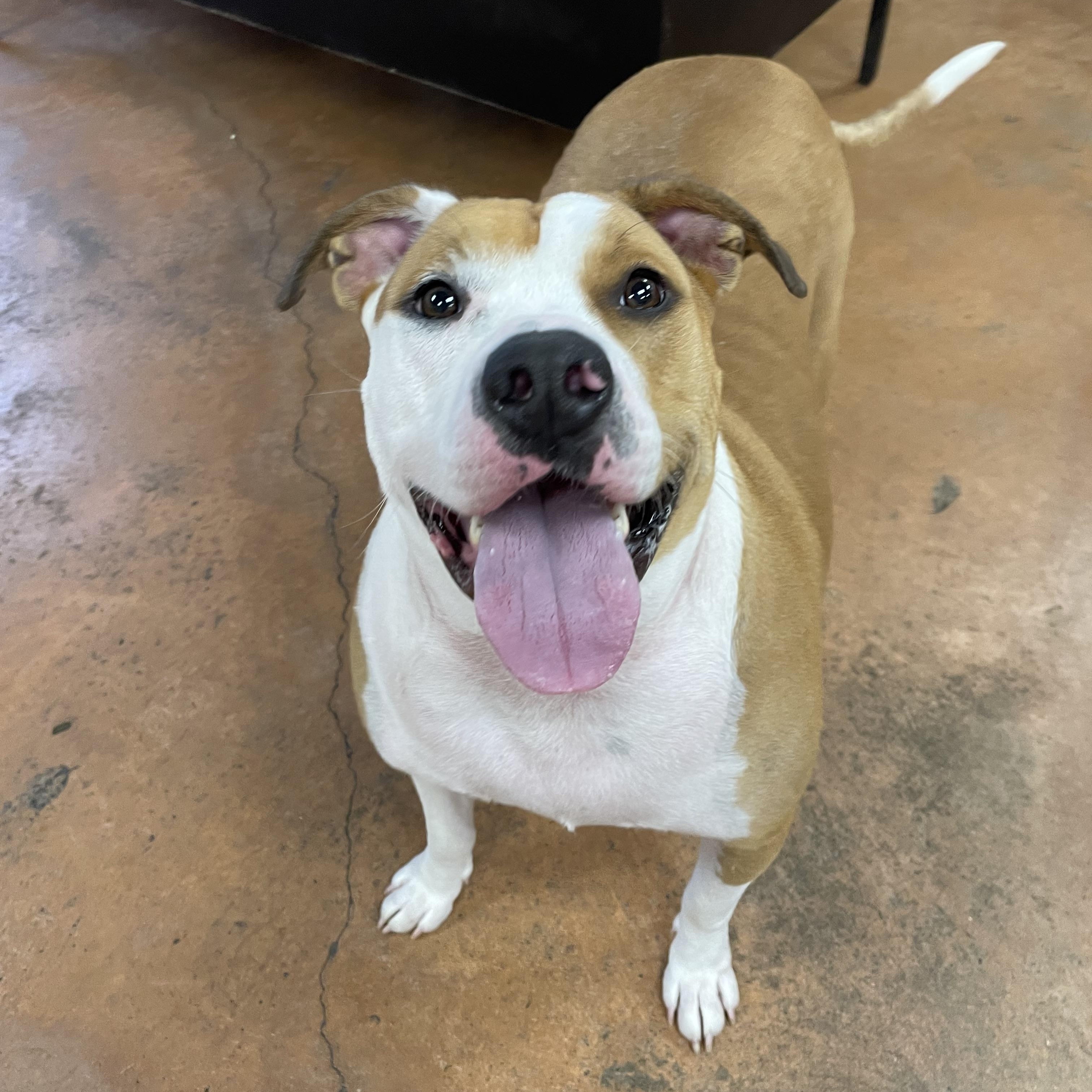 Olga, a Adoptable mixed breed in Heber Springs, AR image 4/6