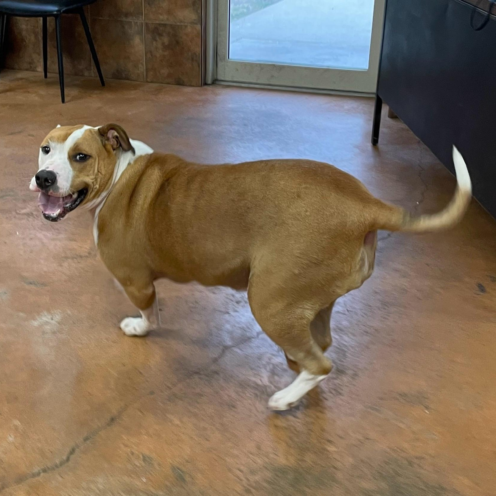 Olga, a Adoptable mixed breed in Heber Springs, AR image 5/6