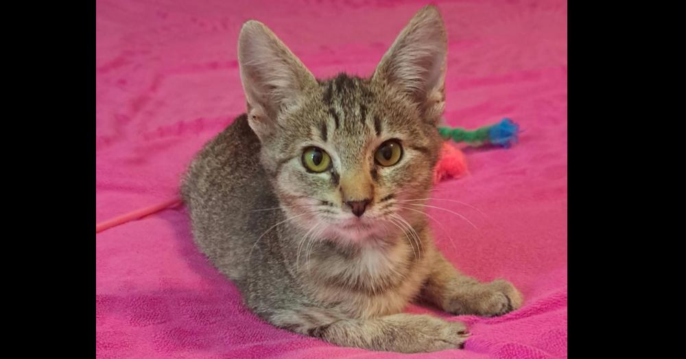Enlarge Briar, a Adoptable mixed breed in Groveland, MA image 1/4