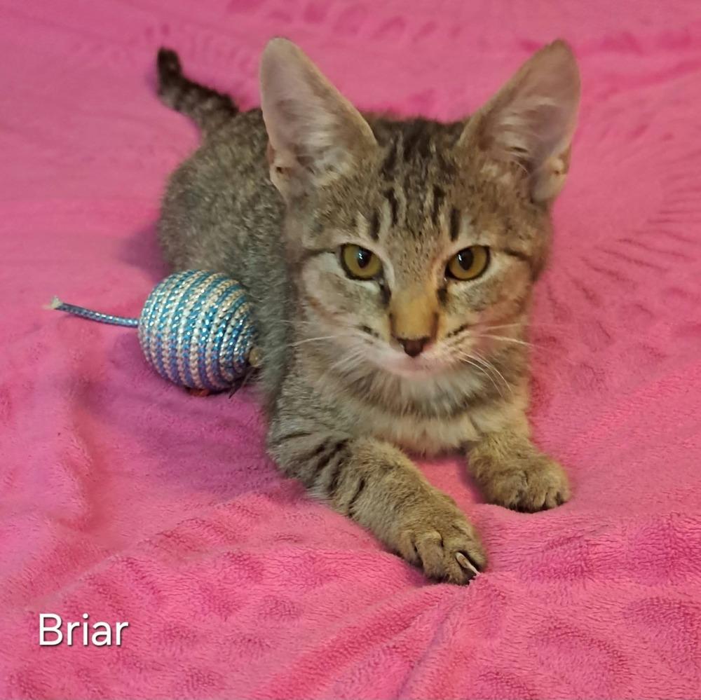 Enlarge Briar, a Adoptable mixed breed in Groveland, MA image 2/4