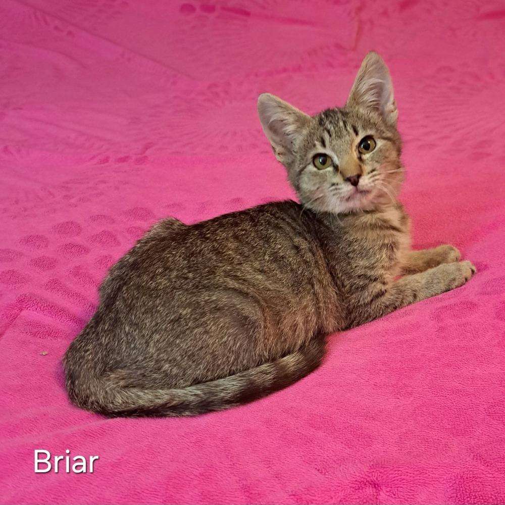 Enlarge Briar, a Adoptable mixed breed in Groveland, MA image 3/4