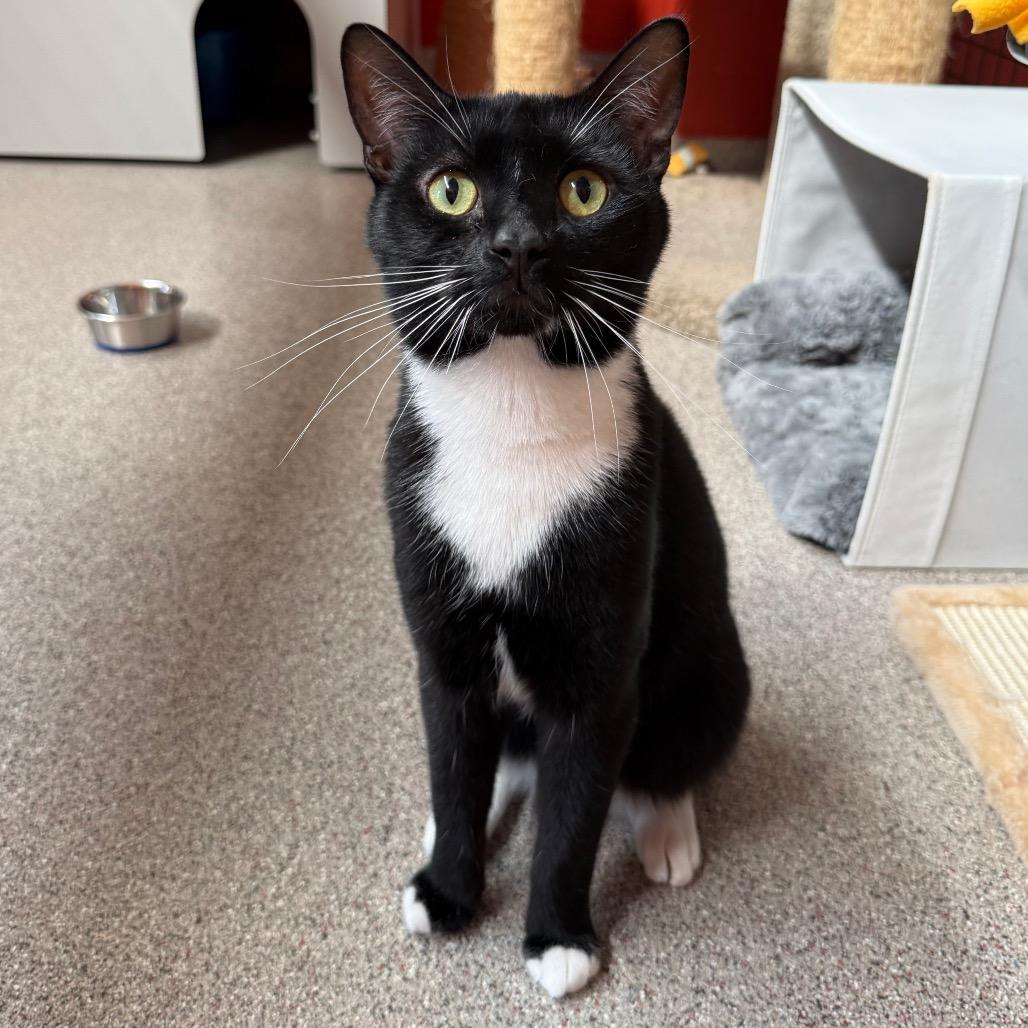 Porthos, Adoptable, Young Male Domestic Short Hair.