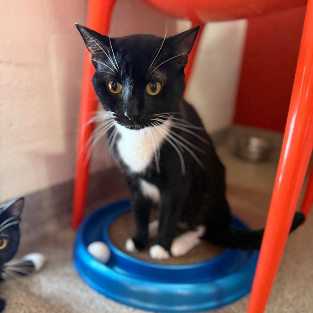 Enlarge Porthos, a Adoptable Domestic Short Hair in Sarasota, FL image 1/6