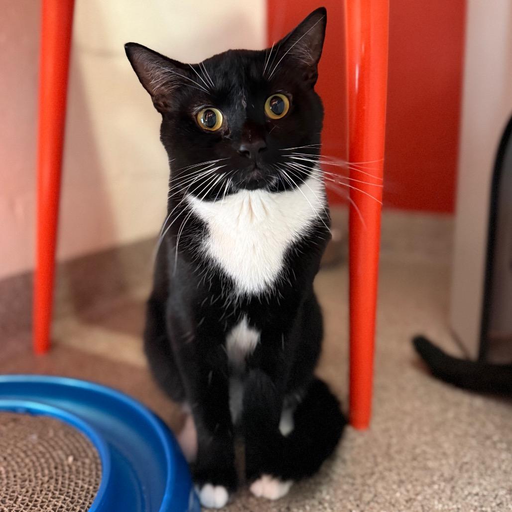 Enlarge Porthos, a Adoptable Domestic Short Hair in Sarasota, FL image 2/6