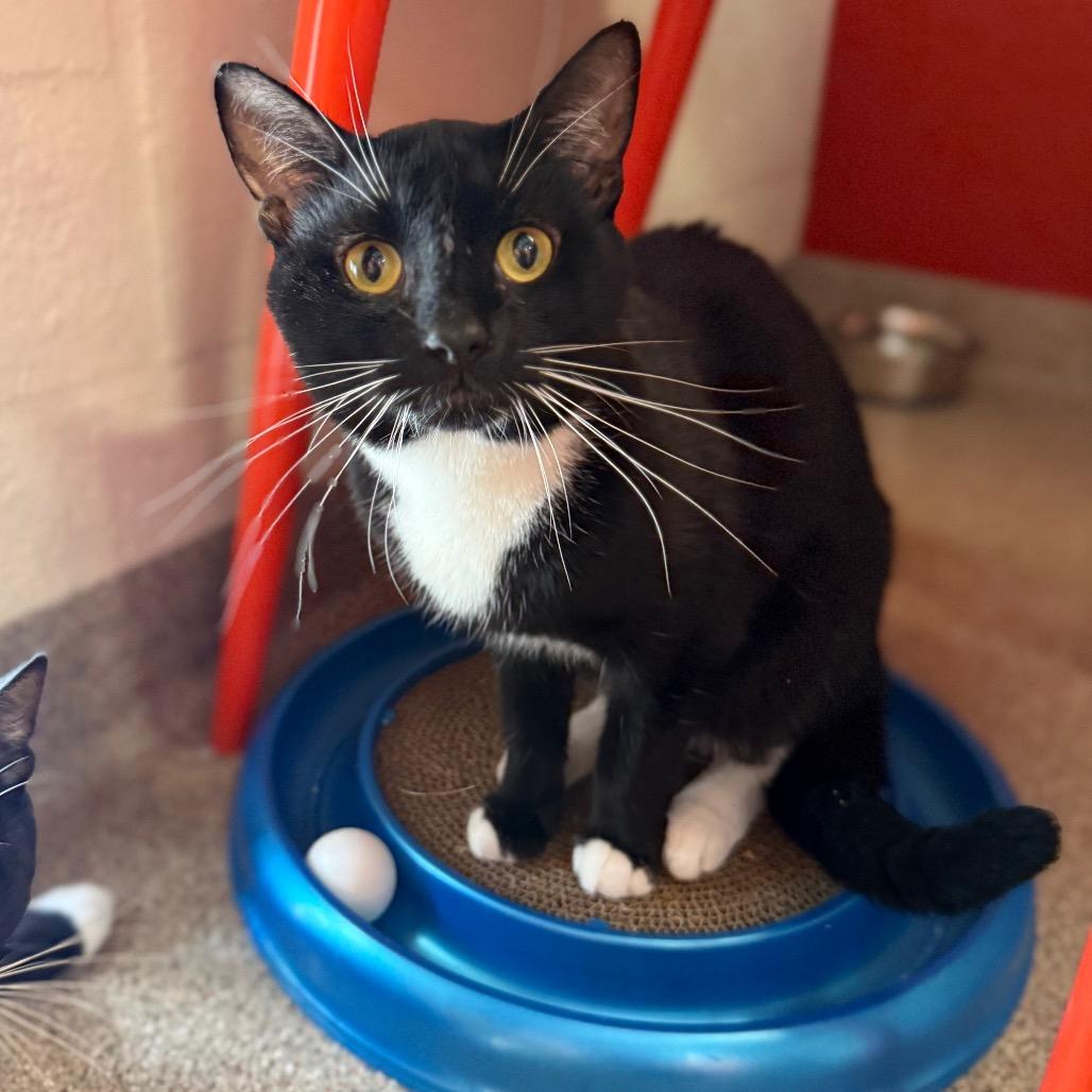 Enlarge Porthos, a Adoptable Domestic Short Hair in Sarasota, FL image 3/6