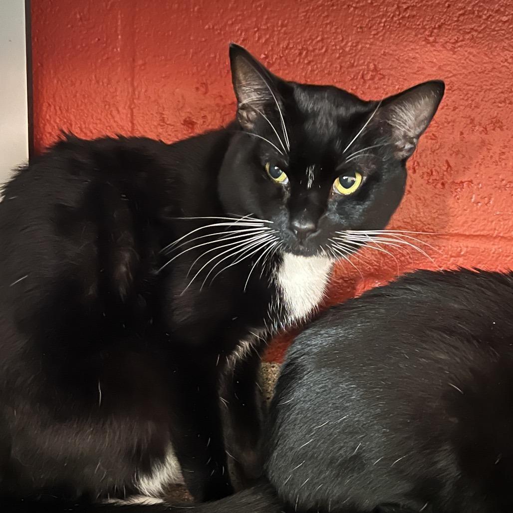 Porthos, Adoptable, Young Male Domestic Short Hair.