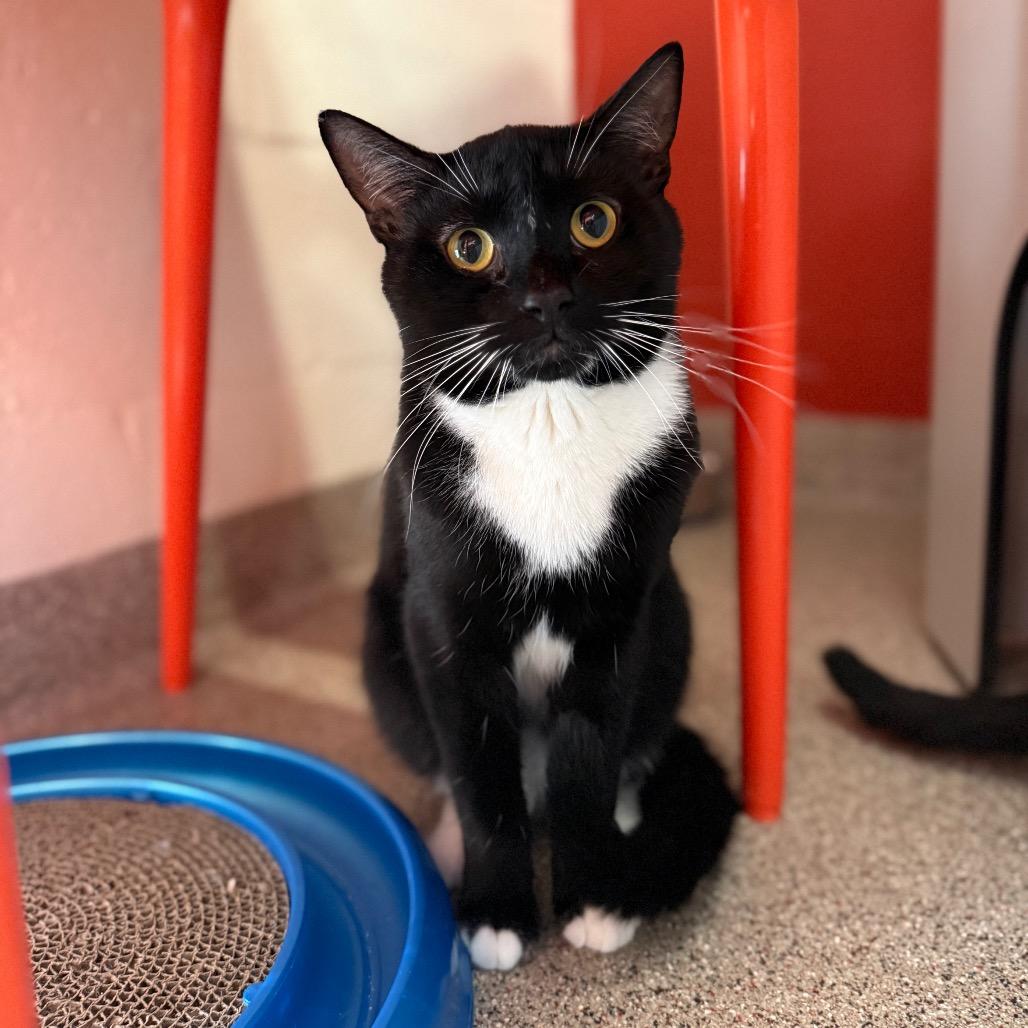 Enlarge Porthos, a Adoptable Domestic Short Hair in Sarasota, FL image 5/6